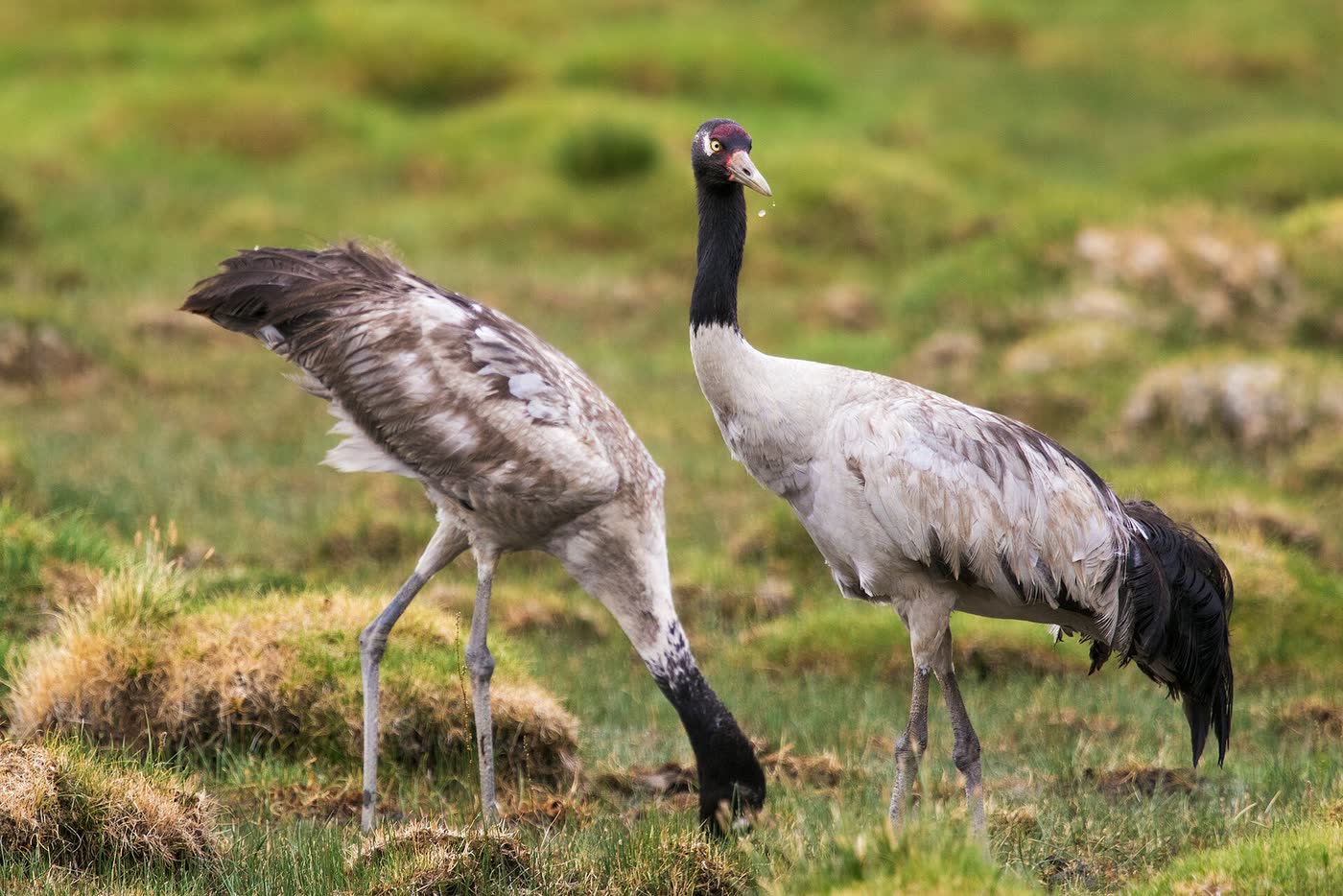 Black-necked crane
