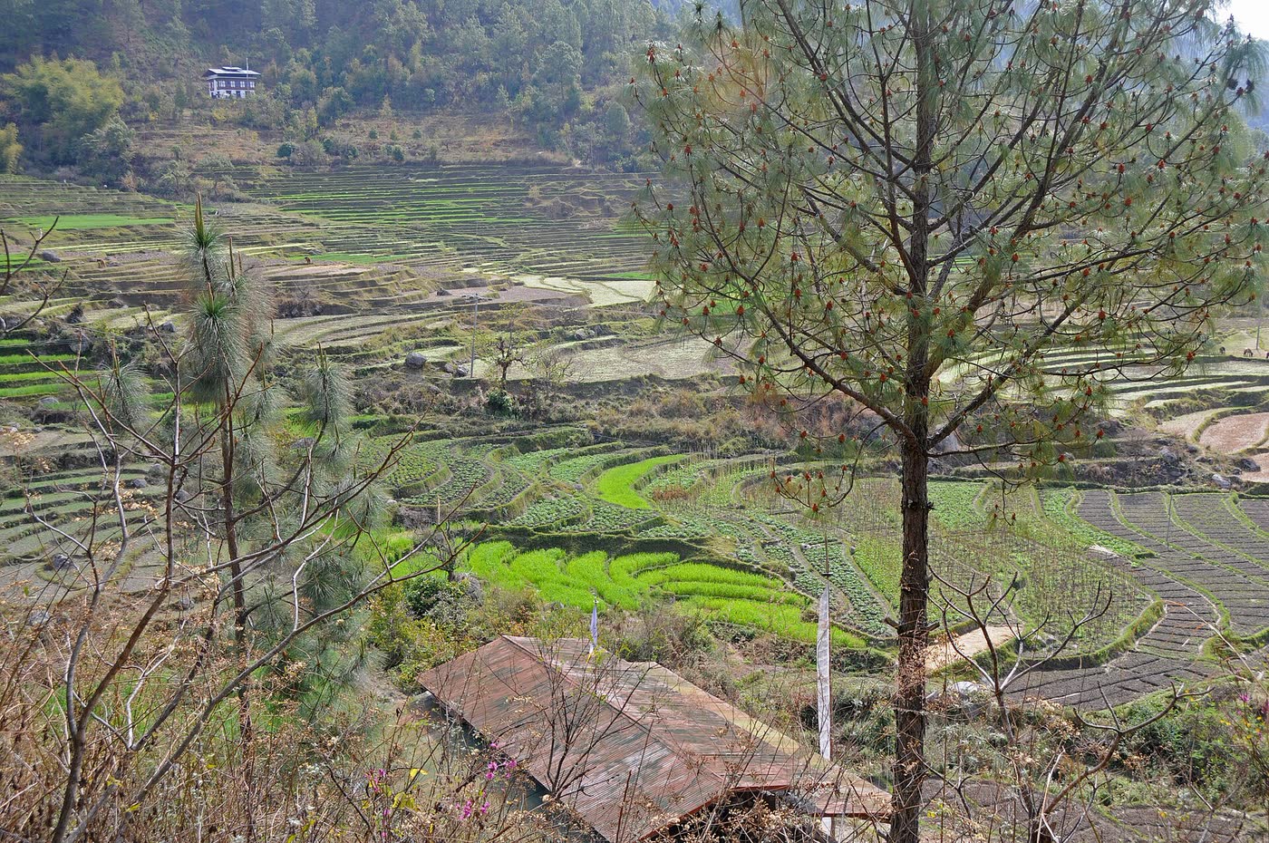 Punakha valley