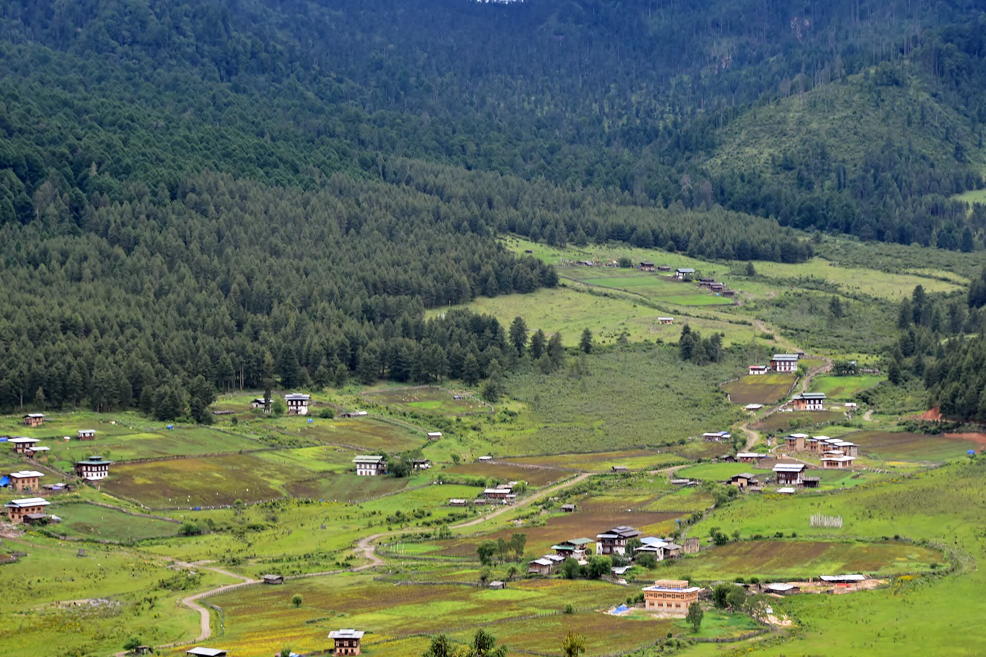 Farmhouses scattered across the Phobjikha valley